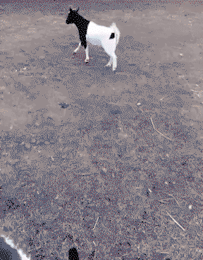 7753342A-CDEC-4641-9497-121D2352D617.gif