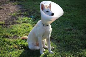 dog cone.jpg