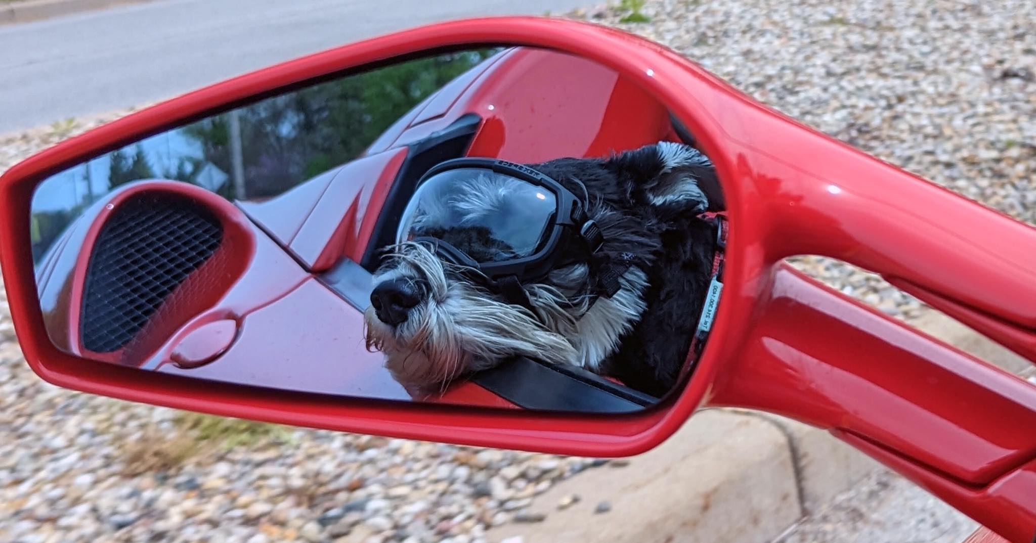 Doggles.jpg