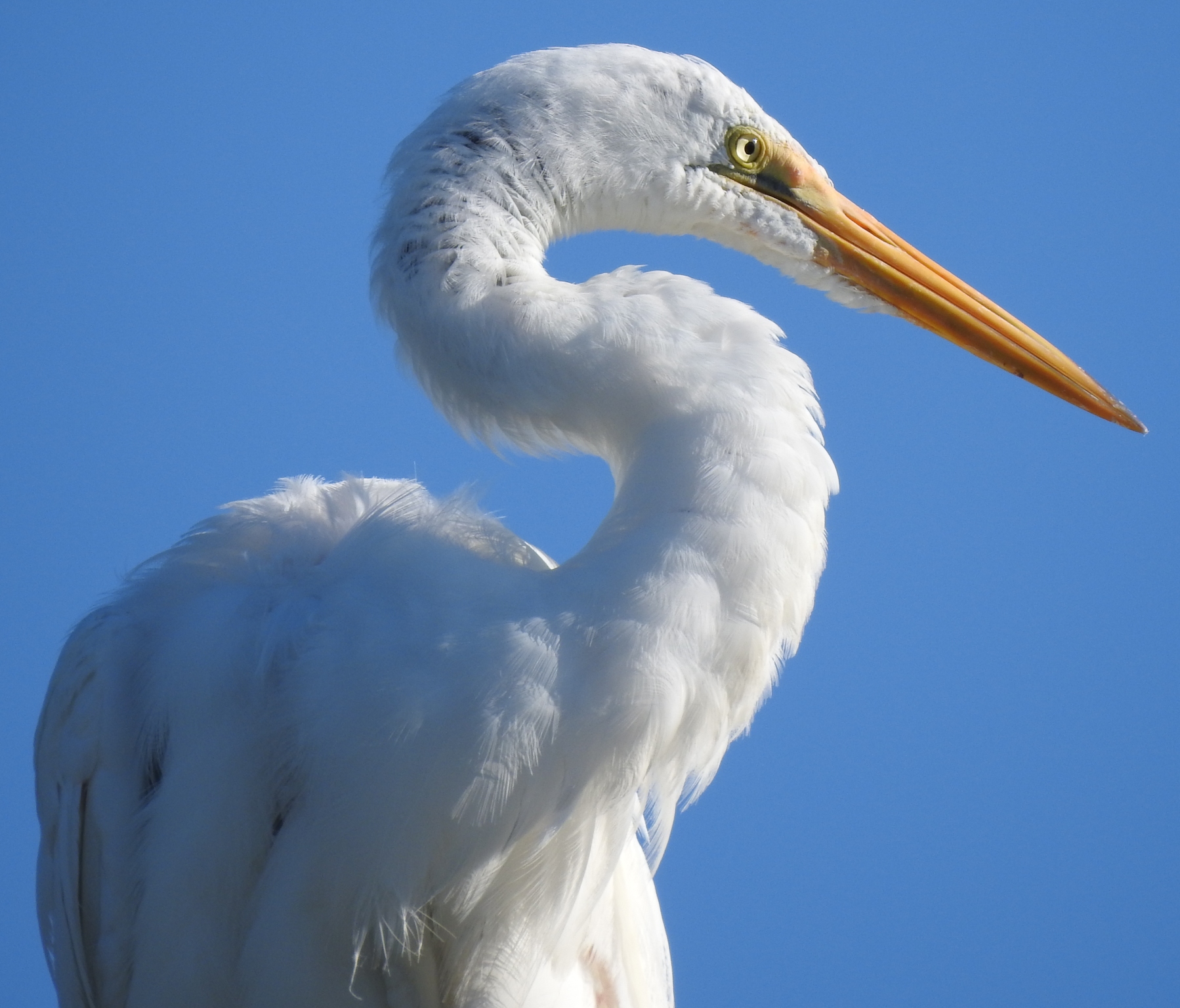 Great egret 6.jpg