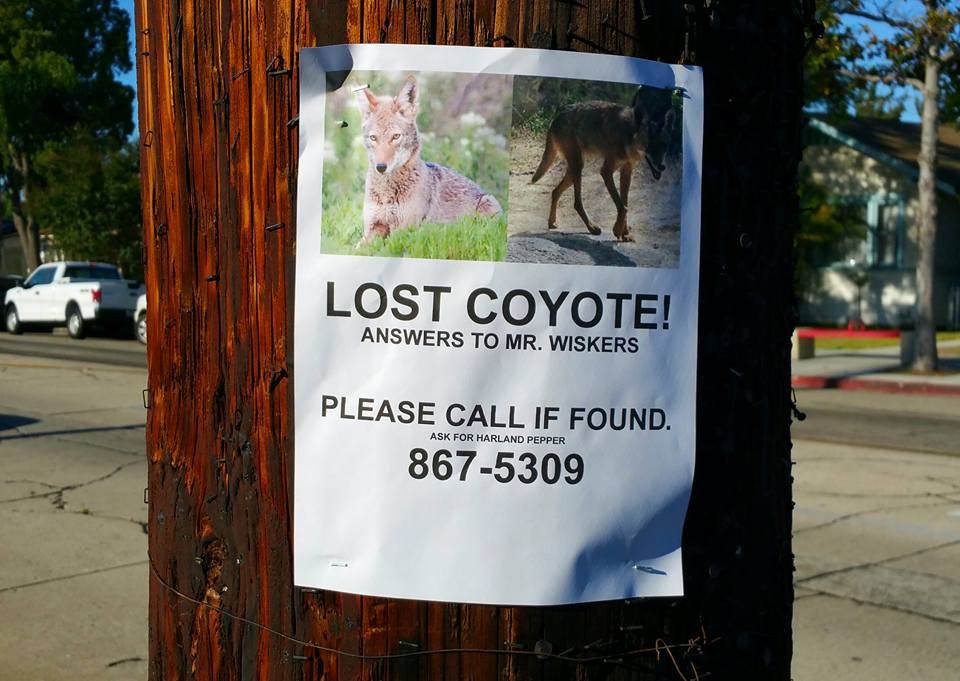 Lost Coyote.jpg