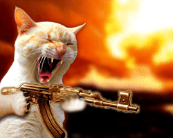 ak-cat.gif