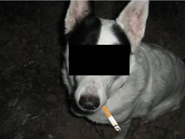 dbobdog2.jpg