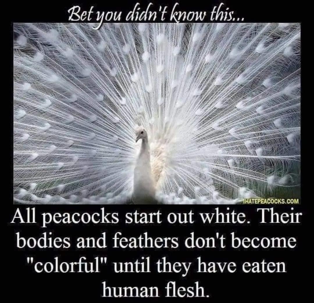 F9B286F4-D114-450B-A1BE-3B2B1D75362C.jpeg