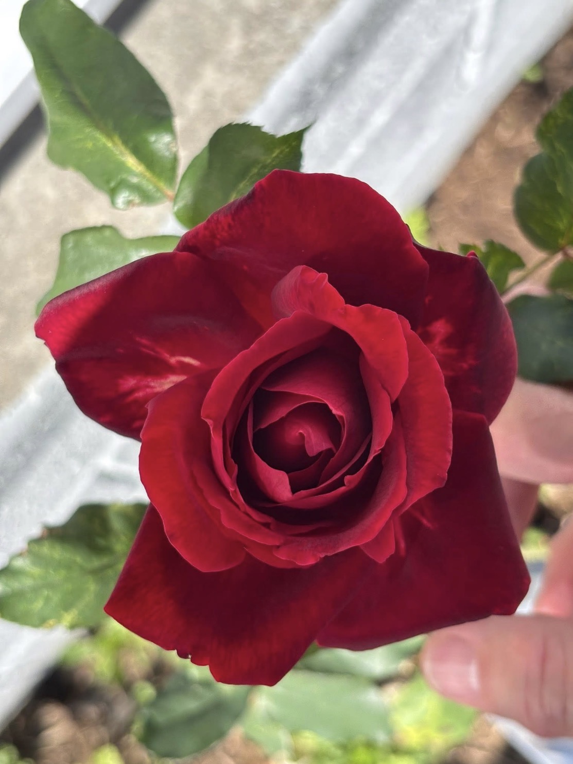 IMG_0522.jpeg