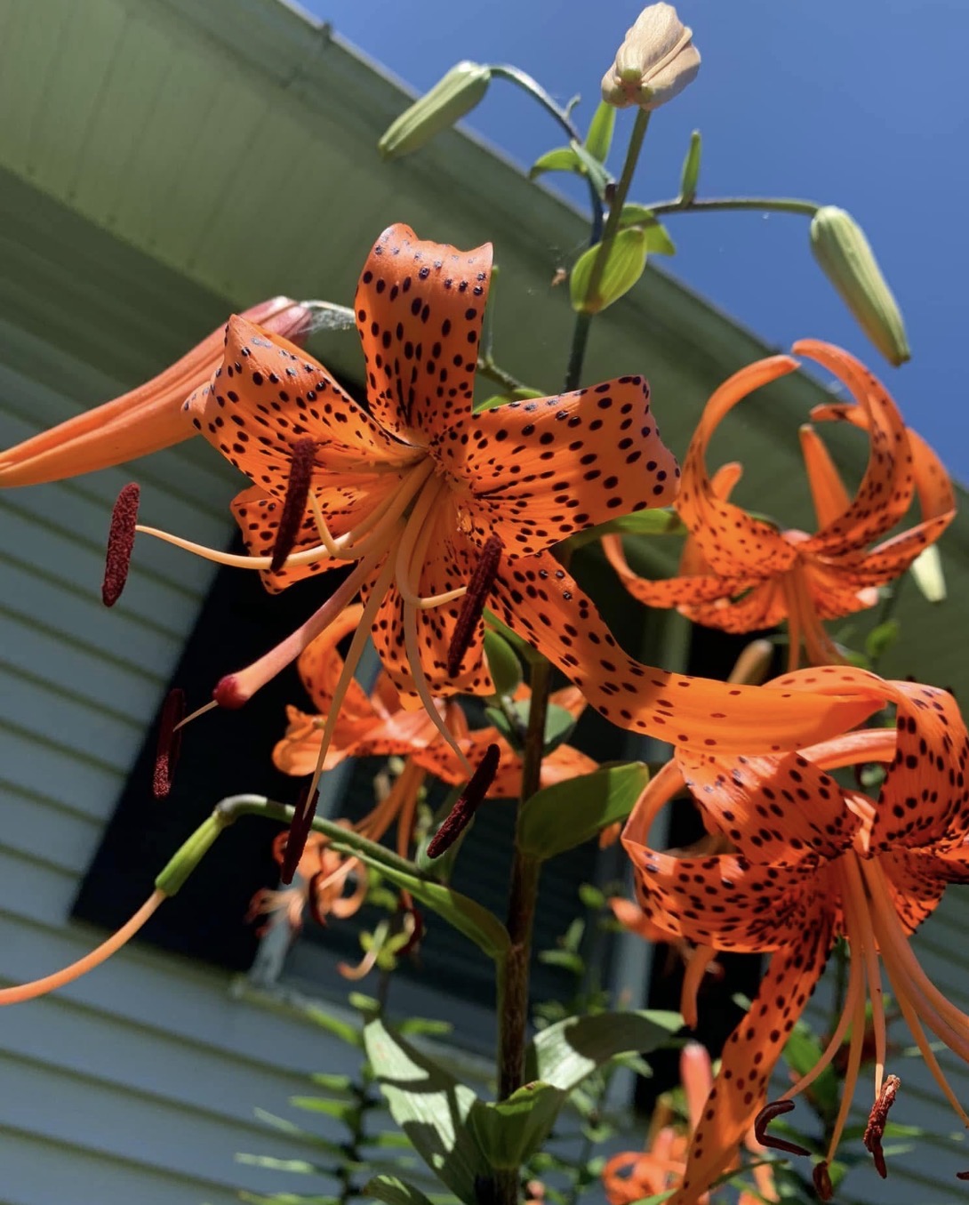 IMG_0526.jpeg