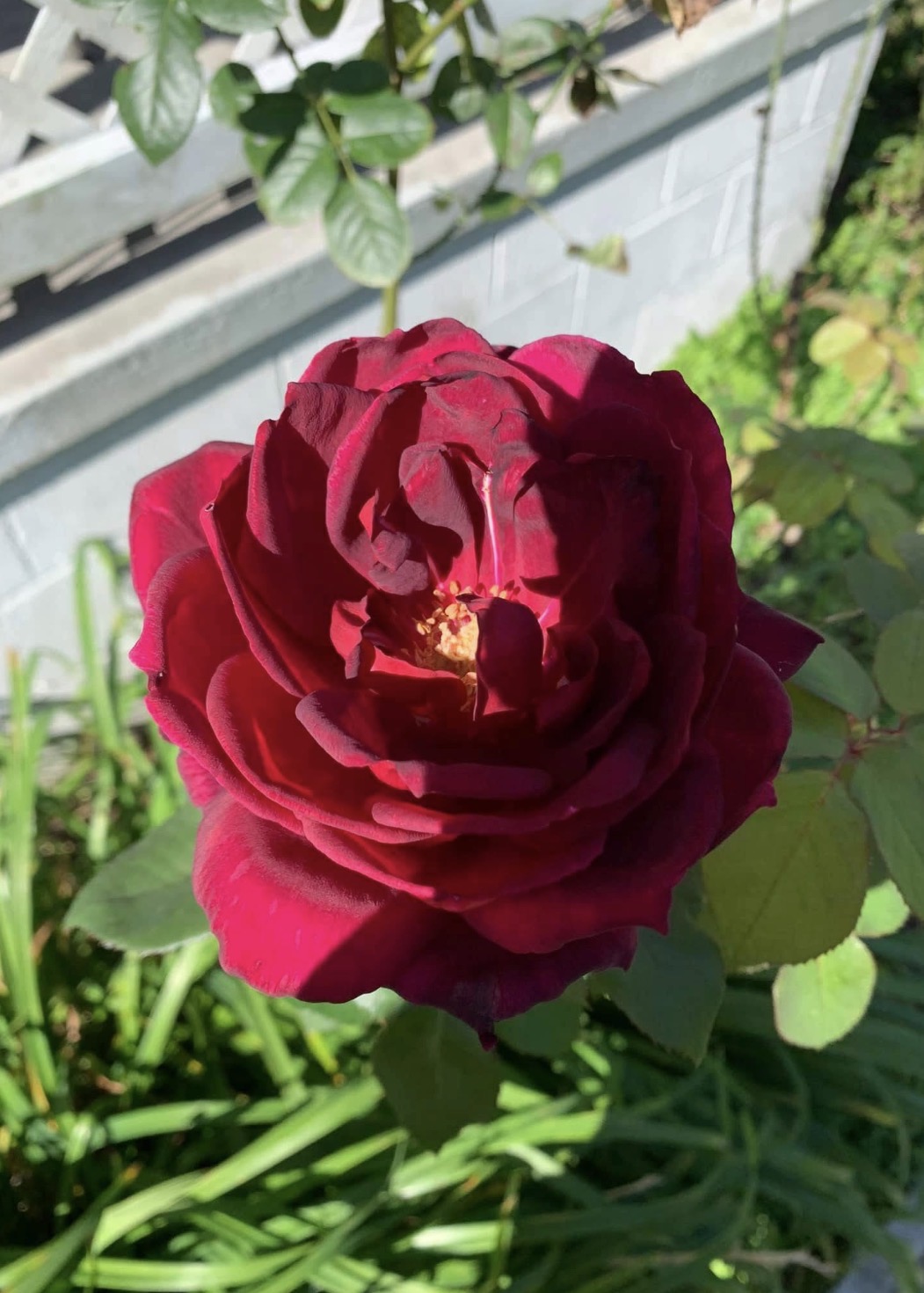 IMG_0527.jpeg