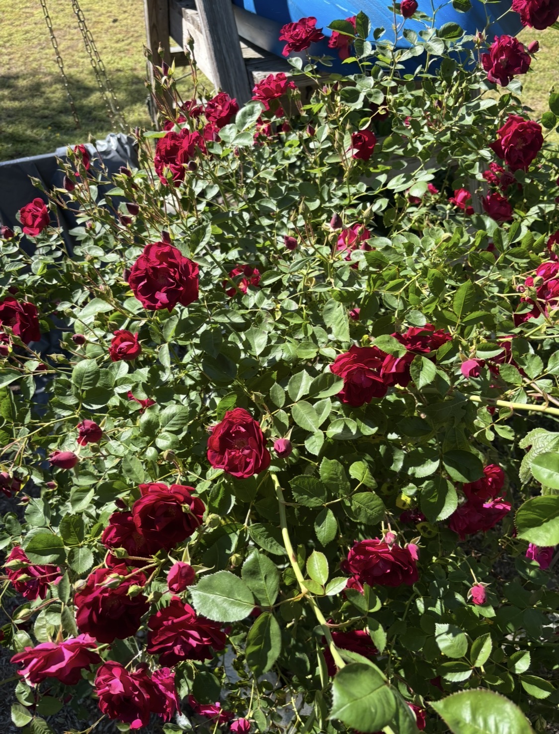 IMG_0795.jpeg