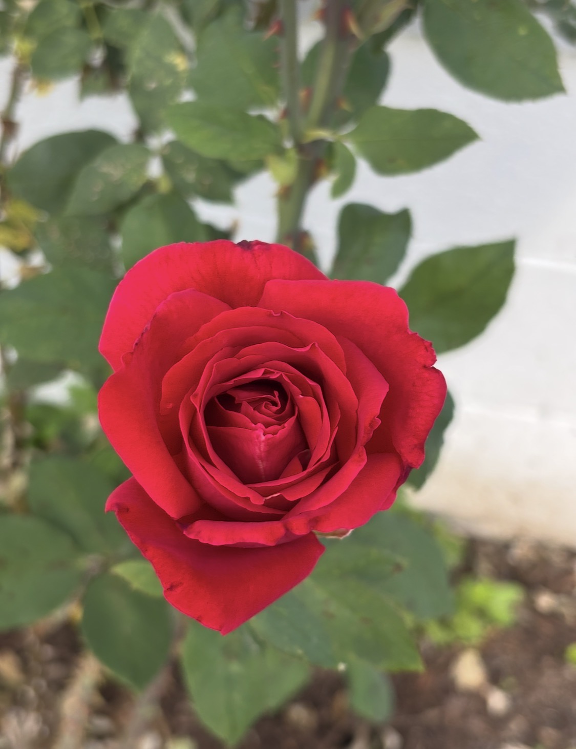 IMG_1306.jpeg
