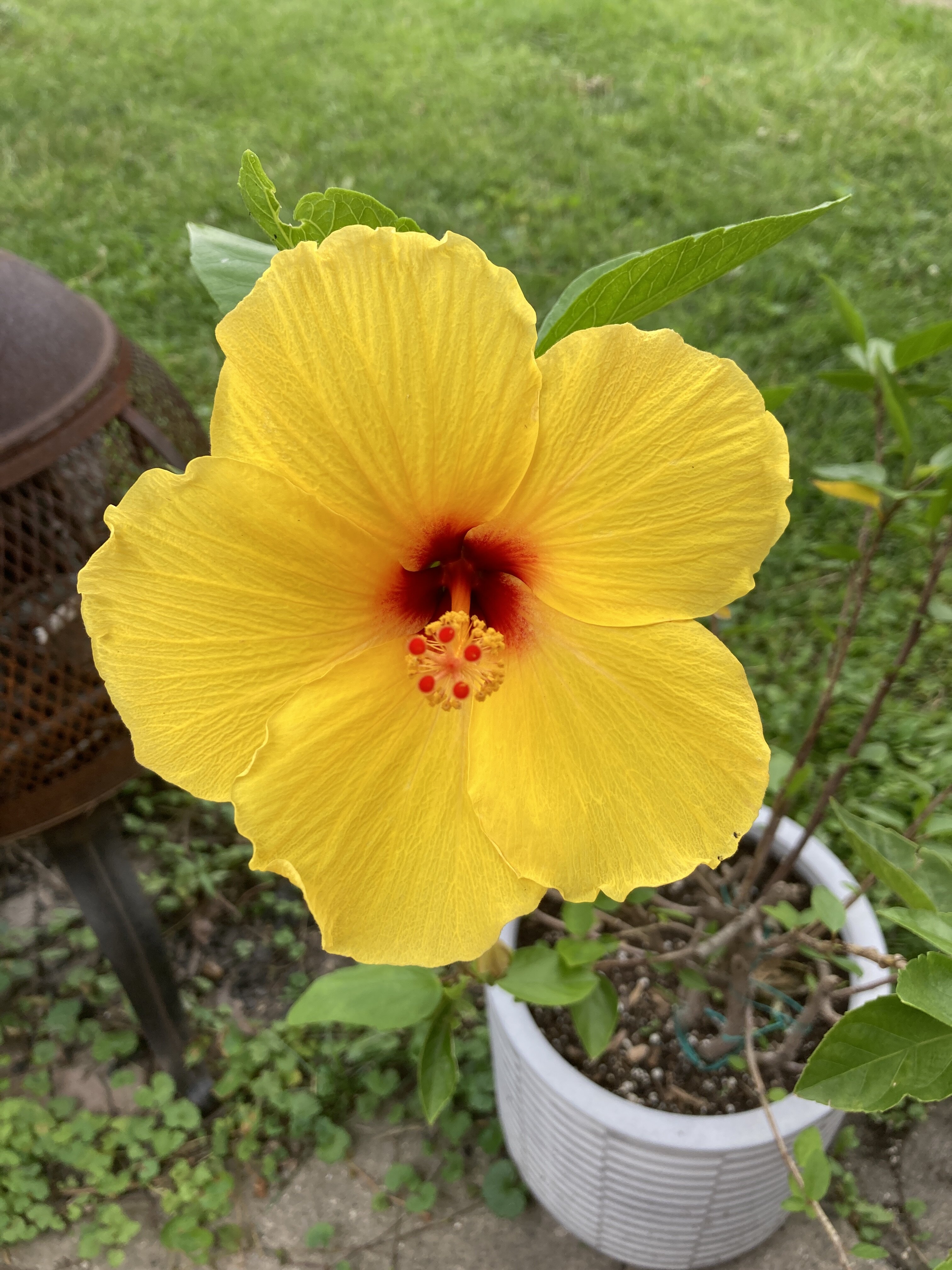 IMG_5971.jpeg