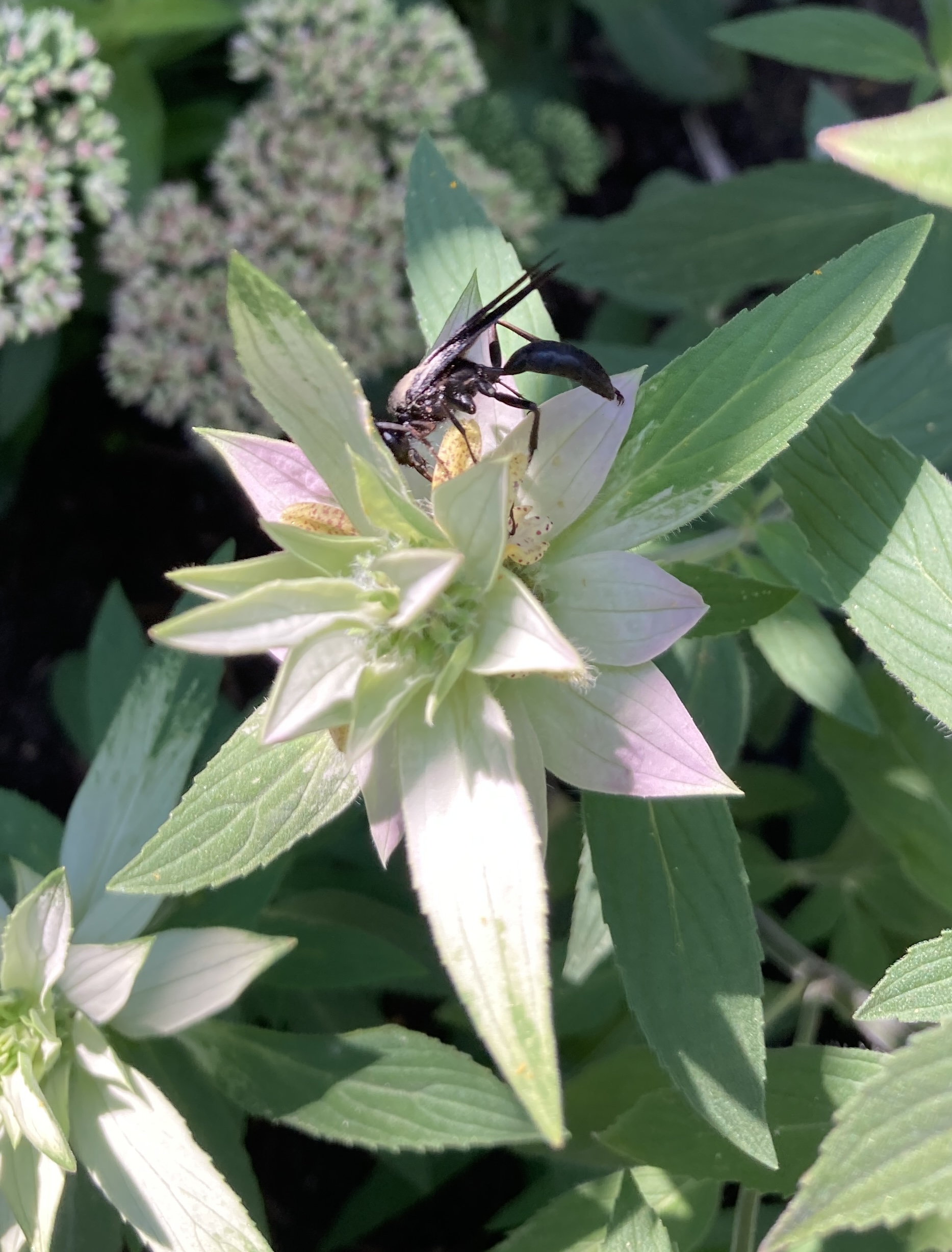 IMG_6428.jpeg