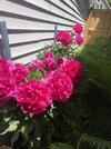IMG_5529.jpeg