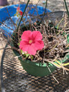 flower1.jpg