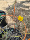 flower2.jpg