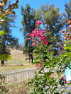 flower4.jpg