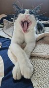 sm-marv-yawn.jpg