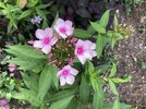 IMG_5954.jpeg