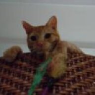 Mozzie